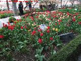 Tulipn - Tulipa gesneriana. Huerto de Calixto y Melibea - Salamanca