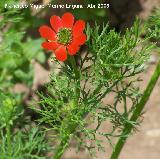 Gota de sangre - Adonis annua. Navas de San Juan