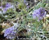 Alfalfa - Medicago sativa. Camino del moro - Martos