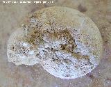 Ammonites Phylloceras