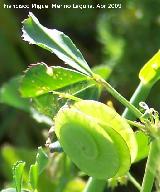 Caracolillo - Medicago orbicularis. Navas de San Juan