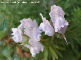 Conejitos - Linaria lilacina. La Veleta - Los Villares
