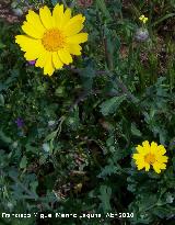 Corona de rey - Chrysanthemum segetum. Linares