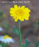 Corona de rey - Chrysanthemum segetum. Arquillos