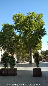 Gran Va Alfonso X El Sabio