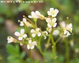 Berro amargo - Cardamine hirsuta. Los Villares