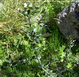 Aladierno almeriense - Rhamnus velutinus almeriensis. Jan