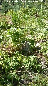 Guisante - Pisum sativum. Salvajes. Cerro de los Morteros - Jan