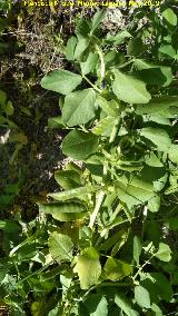 Guisante - Pisum sativum. Cerro de los Morteros - Jan