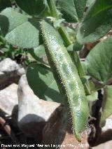 Guisante - Pisum sativum. Las Yeseras - Navas de San Juan