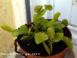 Atrapamoscas - Dionaea muscipula. Los Villares