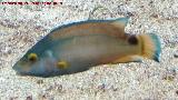 Pez Symphodus mediterraneus - Symphodus mediterraneus. 
