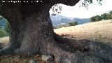 Quejigo de la Pileta. Pileta