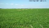 Arroz - Oryza sativa. La Albufera - Valencia