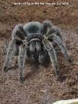 Araa Tarntula Chilena Rosada