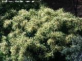 Castao - Castanea sativa. En flor. Jzcar