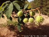 Castao - Castanea sativa. Prados Bajos - Campillo de Arenas