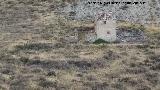 Cortijo del Castillejo de Nebln. Cortijo y sus corrales