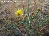 Cardo abrepuo amarillo - Centaurea solstitialis . Caada Saucar - Santiago Pontones