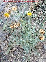 Cardo abrepuo amarillo - Centaurea solstitialis . Prado Maguillo - Santiago Pontones