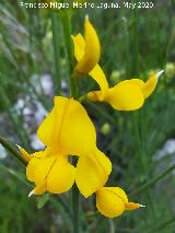 Retama de flor