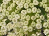 Hinojo marino - Crithmum maritimum. Flor. Isla de Tabarca - Alicante