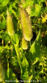 Cola de conejo - Lagurus ovatus. La Veleta - Los Villares
