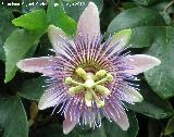 Pasionaria azul - Passiflora caerulea. 