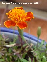 Clavel de indias - Tagetes patula. Navas de San Juan