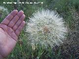 Barba de cabra - Tragopogon porrifolius. Bergao. Navas de San Juan