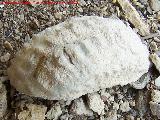 Ammonites Crioceras duvali