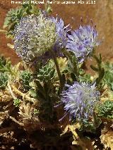 Botn azul - Jasione montana. Collado de los Jardines - Santa Elena