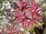 Trbol estrellado - Trifolium stellatum. Los Caones. Jan