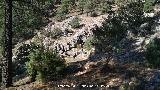 Arroyo del Chortal. Abrigos