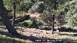 Pantaneta del Cimbarrillo de Mara Antonia. 