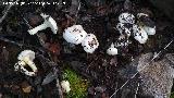 Hygrophorus chrysodon - Hygrophorus chrysodon. 