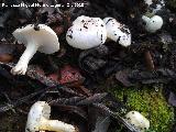 Hygrophorus chrysodon - Hygrophorus chrysodon. Cascada de la Cimbarra - Aldeaquemada