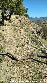 Oppidum de la Gineta. Camino de acceso