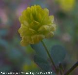 Trbol campesino - Trifolium campestre. Pitillos. Valdepeas