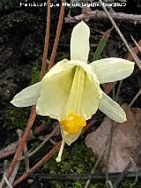 Narciso Monta�oso - Narcissus � montielanus. Empalme del Valle - Cazorla