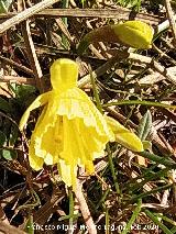 Narciso Monta�oso - Narcissus � montielanus. Nava Alta del Barranco de la Ca�ada de las Fuentes - Quesada