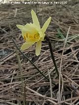 Narciso Monta�oso - Narcissus � montielanus. Nava Alta del Barranco de la Ca�ada de las Fuentes - Quesada