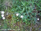 Colleja blanca - Silene latifolia. Cerro Veleta - Jan