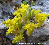 Pampajarito - Sedum acre. Los Caones. Jan