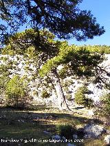 Pino del Resuello. 