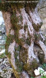 Tejo del Torso de Mujer