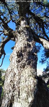 Pino del Tajo. Tronco