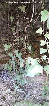 Caracol de la Veredilla. Interior