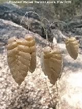 L�grimas de la Virgen