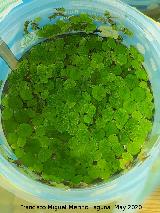 Lenteja Oreja de rat�n - Salvinia minima. Ja�n